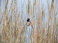 Bird Watching Tour in Aswan