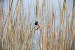 Bird Watching Tour in Aswan