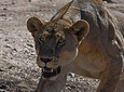 Day trip Tarangire National Park