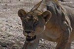 Day trip Tarangire National Park
