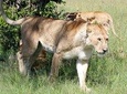3 Days Tsavo East Tour & Saltlick (2 Nights)