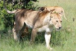 3 Days Tsavo East Tour & Saltlick (2 Nights)