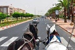 Marrakech New Town & Gardens Guided Tour