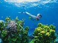 Full Day Snorkel In The Great Barrier Reef