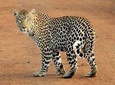 Aquila Safari Private Game Reserve Early Morning Game Drive