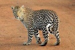 Aquila Safari Private Game Reserve Early Morning Game Drive