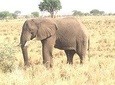 6 Day Murchison Falls National Park & Kidepo Valley National Park Budget Tour
