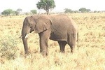 6 Day Murchison Falls National Park & Kidepo Valley National Park Budget Tour