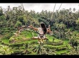 Bali: Swing And Ubud Tour
