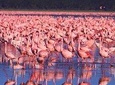 Lake Nakuru National Park:Day Trip from Nairobi