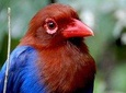 Sinharaja Rain Forest 2 Day Birding Excursion