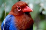 Sinharaja Rain Forest 2 Day Birding Excursion