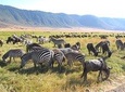 Serengeti Tour – 7Days/6 nights (4 stars accommodations)