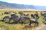 Serengeti Tour – 7Days/6 nights (4 stars accommodations)