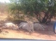 Rhino and Lion Park Half Day Tour