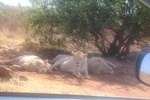 Rhino and Lion Park Half Day Tour