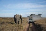 Arusha National park Day Trip