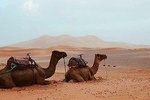Organized excursion to the Sahara desert / Merzouga.
