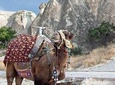 Get the Hump on Cappadocia's Camel ride