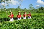 Private Tour: 5 Days - Bangladesh Nature & Culture Tour - North-eastern part