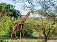 6 Days Luxury Northern Circuit Safari - A Glimpse of Tanzania Adventure