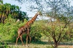 6 Days Luxury Northern Circuit Safari - A Glimpse of Tanzania Adventure