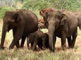 Full Day Shared Safari at Yala National Park by Yala La Safari Tours