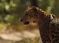 Watch Leoperds Wild safari willpattu national park 