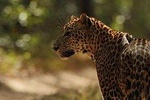 Watch Leoperds Wild safari willpattu national park 