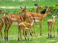 6 Days 5 Nights Hwange National Park, Chobe National Park & Victoria Falls Combo