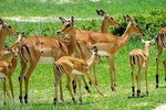 6 Days 5 Nights Hwange National Park, Chobe National Park & Victoria Falls Combo