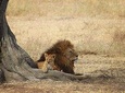 Selous game reserve 1 day safari
