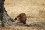 Selous game reserve 1 day safari