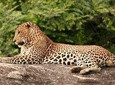 Evening Private Safari at Yala National Park by La Safari Inn Tours