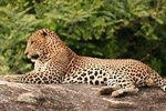 Evening Private Safari at Yala National Park by La Safari Inn Tours