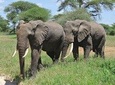 Arusha National Park 4 Days