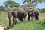 Arusha National Park 4 Days