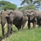 Arusha National Park 4 Days