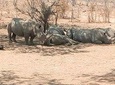 Short Rhino safari walk.