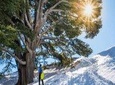 Sightseeing all-inclusive Private Tour to Qadisha Valley, Bcharre and Cedars