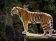 Delhi Agra Jaipur Tour with Ranthambore Wildlife Safari