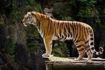 Delhi Agra Jaipur Tour with Ranthambore Wildlife Safari