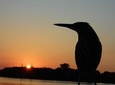 Adventure in the Amazon Rain Forest 5D/4N at Amazon Boto lodge 