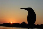 Adventure in the Amazon Rain Forest 5D/4N at Amazon Boto lodge 