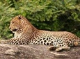 Full Day Private Safari at Yala National Park by Yala La Safari Tours