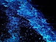 Bioluminescent Plankton Ao Nang Krabi (UPDATED JULY 2020 for New Normal)
