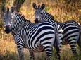 8 Days Uganda Safaris Gorilla & Chimpanzee