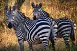 8 Days Uganda Safaris Gorilla & Chimpanzee