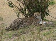 Lake Nakuru, Naivasha & Masai Mara 4 Days Private Jeep Safari 
