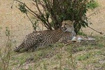 Lake Nakuru, Naivasha & Masai Mara 4 Days Private Jeep Safari 